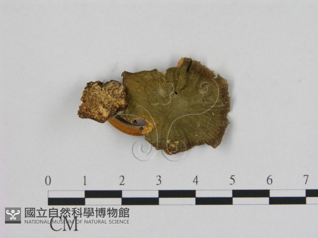 無毛鱗蓋傘藏品圖，第1張