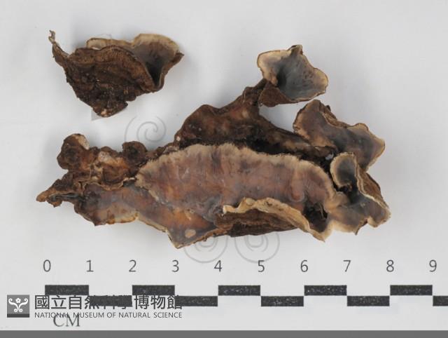 登錄號:F0034212藏品圖，第1張