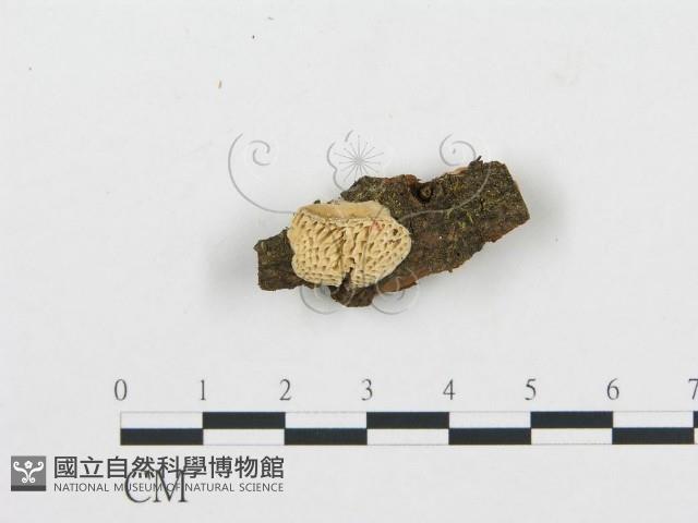 登錄號:F0012212藏品圖，第1張