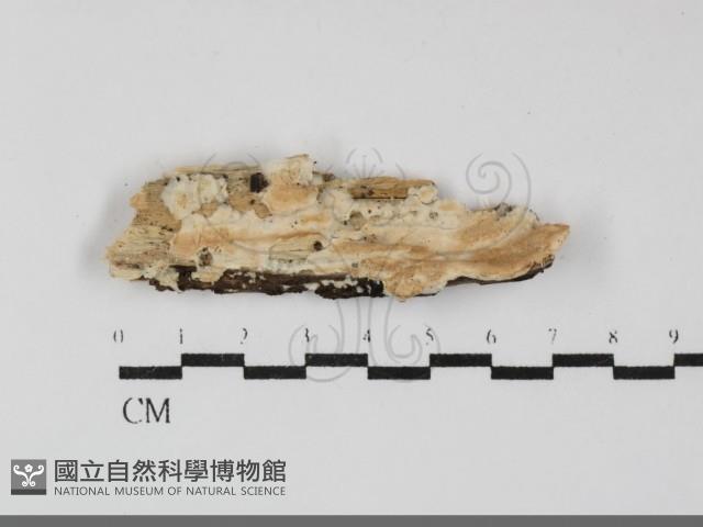 登錄號:F0032212藏品圖，第1張