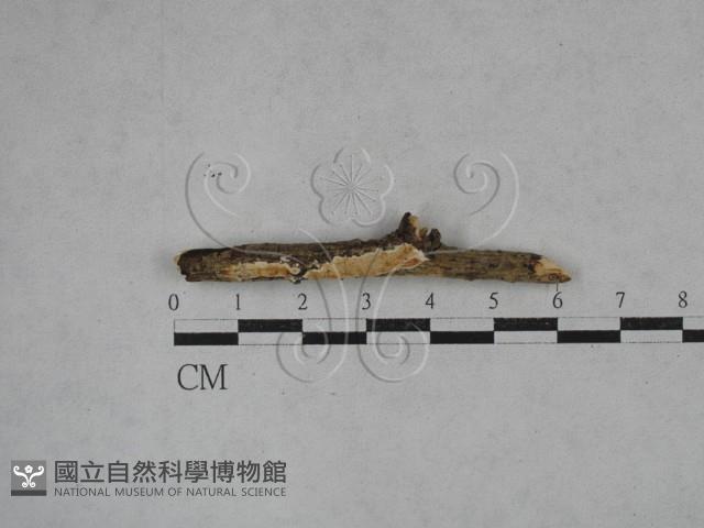 登錄號:F0027212藏品圖，第1張