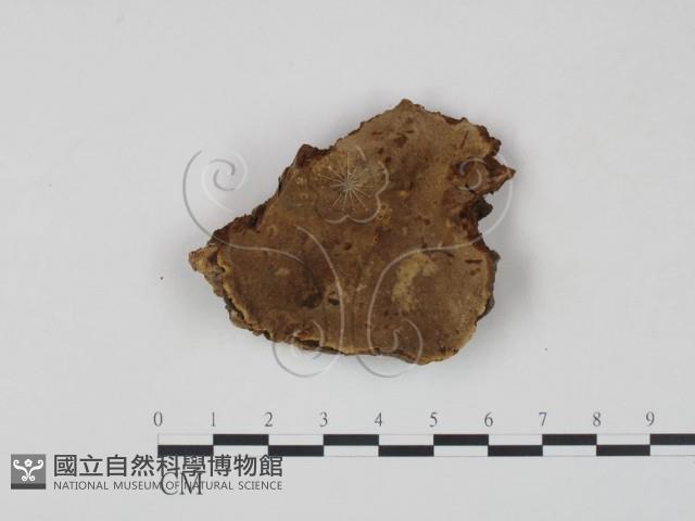 登錄號:F0007212藏品圖，第1張