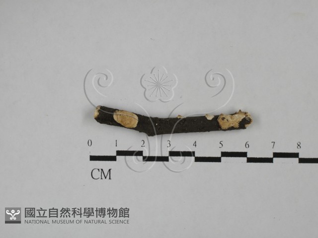登錄號:F0025212藏品圖，第1張