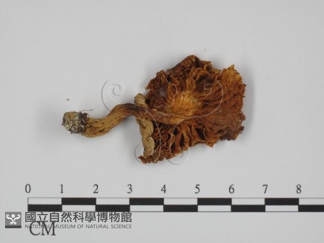 登錄號:F0005212藏品圖，第1張