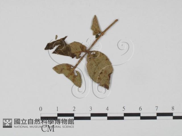登錄號:F0019212藏品圖，第1張