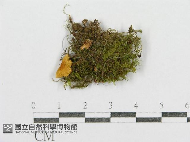 紅菇屬藏品圖，第3張