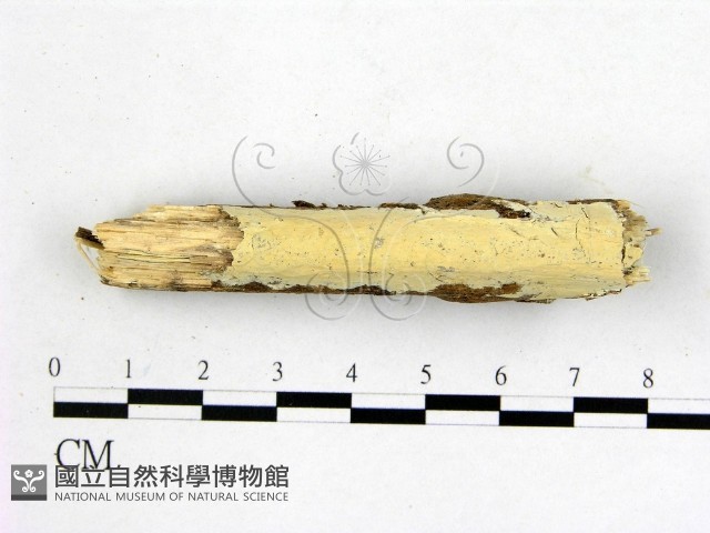 顯絲菌屬藏品圖，第1張
