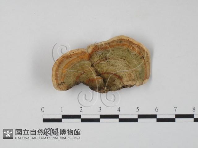 栓菌屬藏品圖，第1張