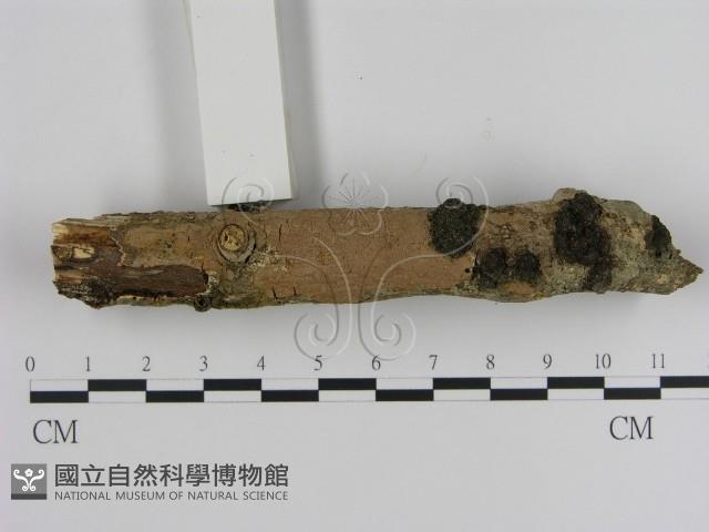 刺革菌屬藏品圖，第1張