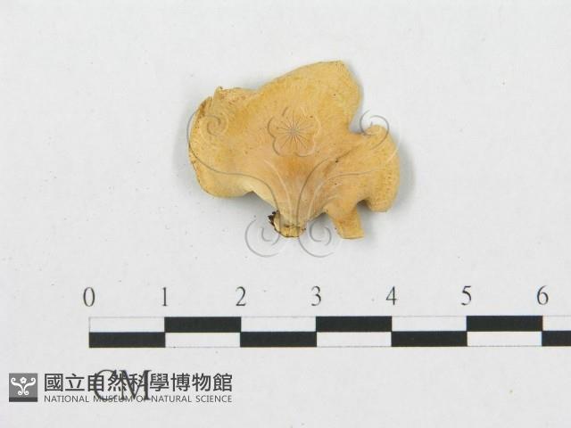 登錄號:F0010812藏品圖，第1張