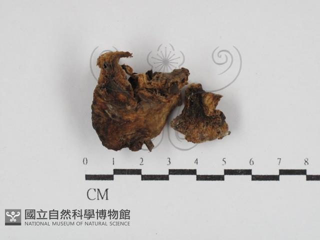 登錄號:F0030812藏品圖，第1張