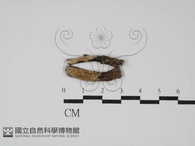 登錄號:F0016812藏品圖，第1張