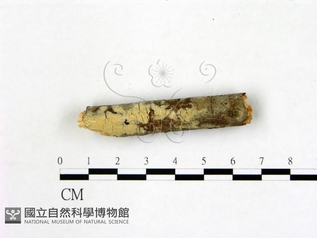 登錄號:F0021812藏品圖，第1張