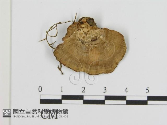 登錄號:F0001812藏品圖，第1張