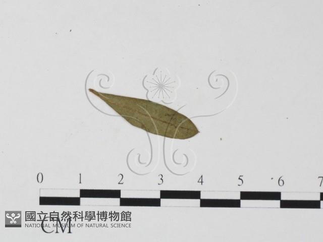 登錄號:F0011812藏品圖，第1張