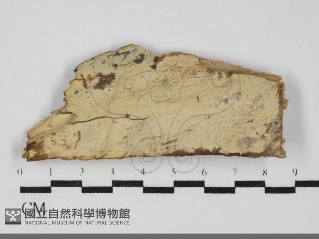 登錄號:F0031812藏品圖，第1張