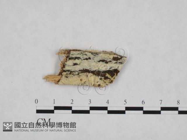 登錄號:F0024812藏品圖，第1張