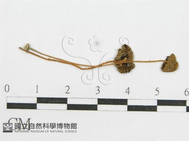 登錄號:F0004812藏品圖，第1張