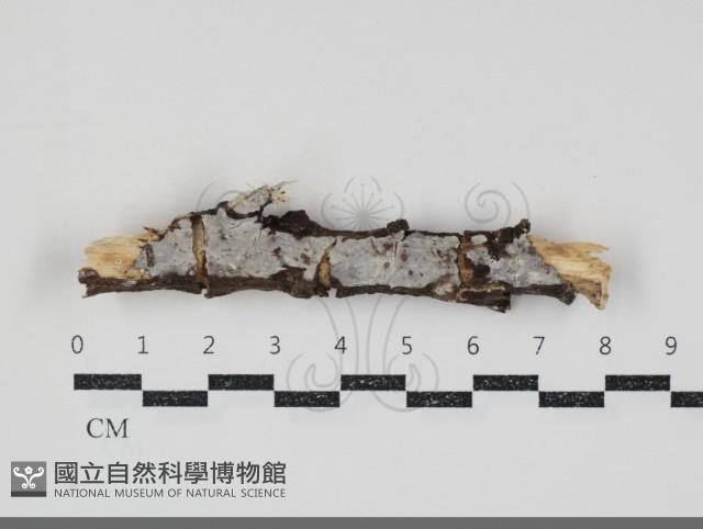 齒耳菌屬藏品圖，第1張