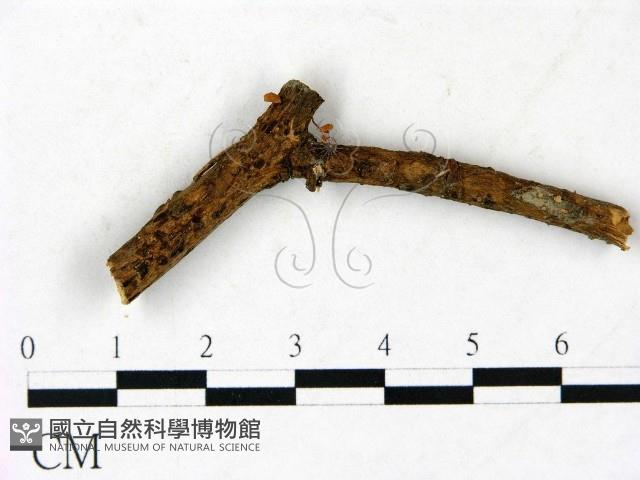 小皮傘屬藏品圖，第1張