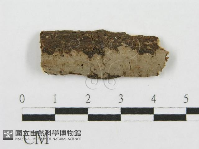 筍殼菌屬藏品圖，第1張