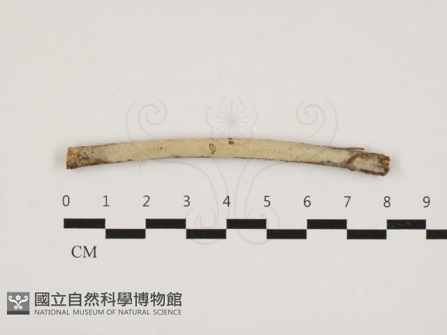 Accession Number:F0032812 Collection Image, Figure 1, Total 2 Figures