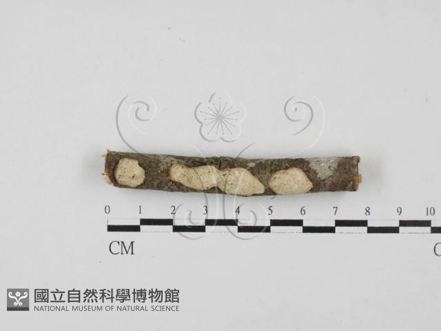 登錄號:F0027812藏品圖，第3張