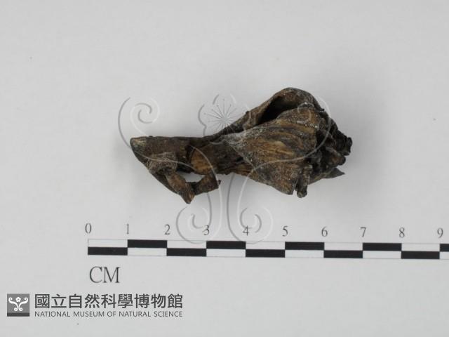 登錄號:F0007812藏品圖，第1張