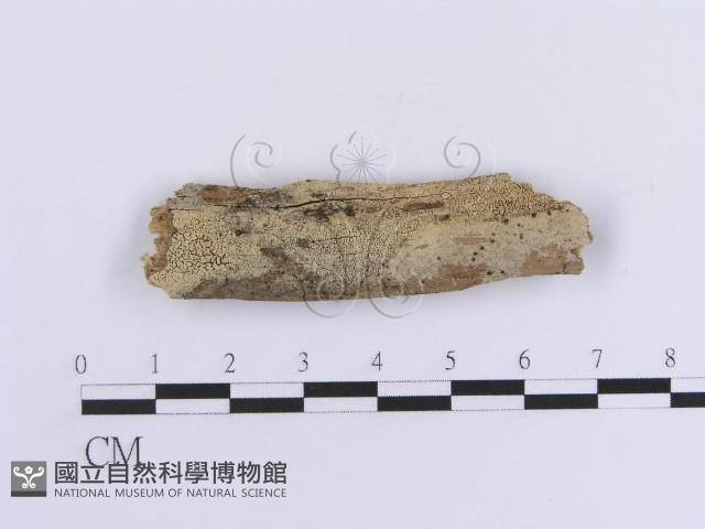 登錄號:F0017812藏品圖，第1張