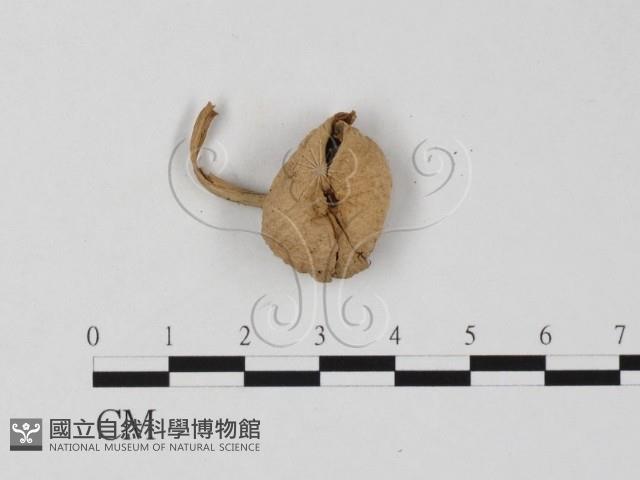 登錄號:F0025812藏品圖，第1張
