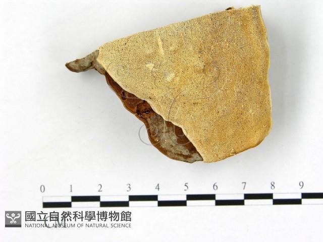 登錄號:F0005812藏品圖，第1張