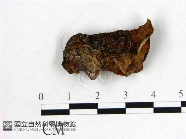 木耳屬藏品圖，第1張