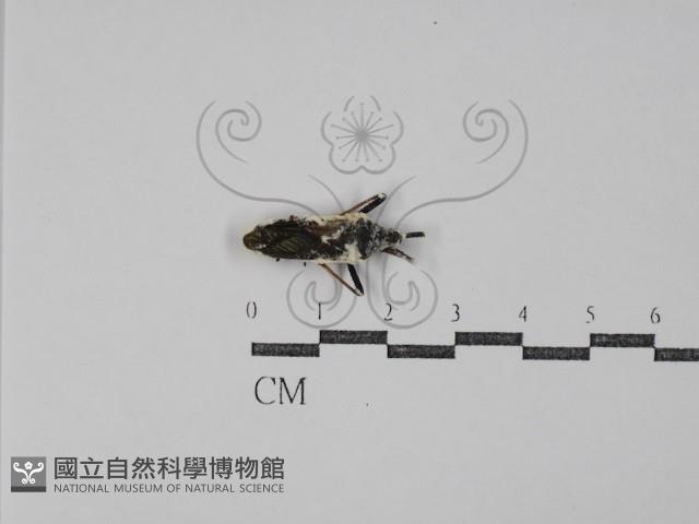 登錄號:F0029812藏品圖，第1張