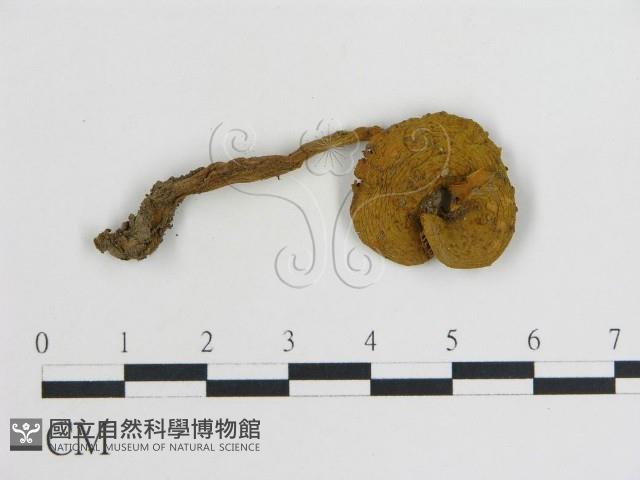 登錄號:F0003812藏品圖，第1張