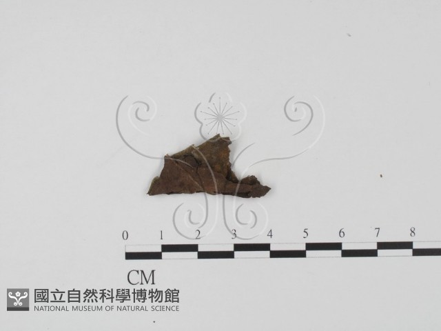 登錄號:F0013812藏品圖，第1張