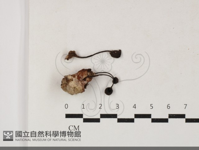 登錄號:F0033812藏品圖，第1張