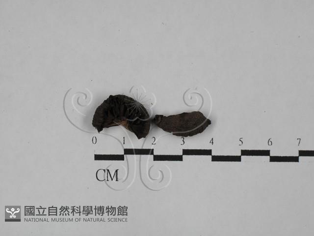 登錄號:F0028912藏品圖，第1張