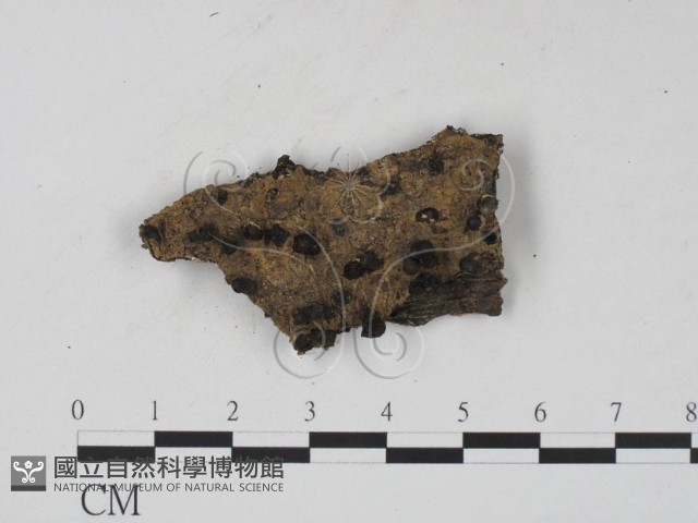 登錄號:F0008912藏品圖，第1張