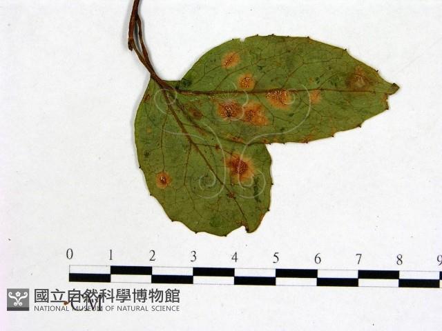登錄號:F0018912藏品圖，第1張