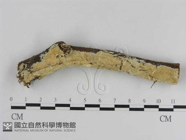 登錄號:F0020912藏品圖，第1張