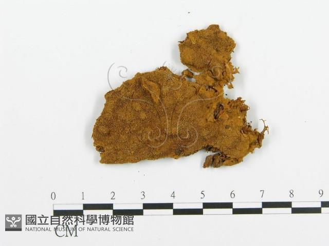 登錄號:F0000912藏品圖，第1張