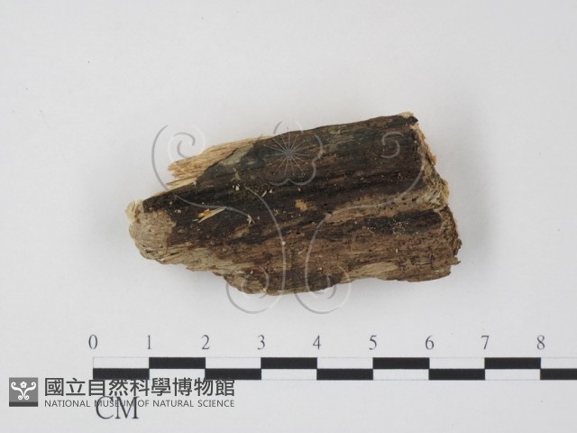 登錄號:F0016912藏品圖，第1張
