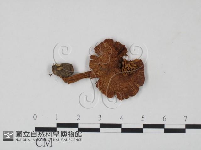 登錄號:F0021912藏品圖，第1張