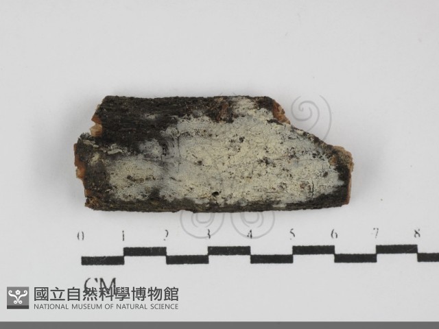 登錄號:F0031912藏品圖，第1張