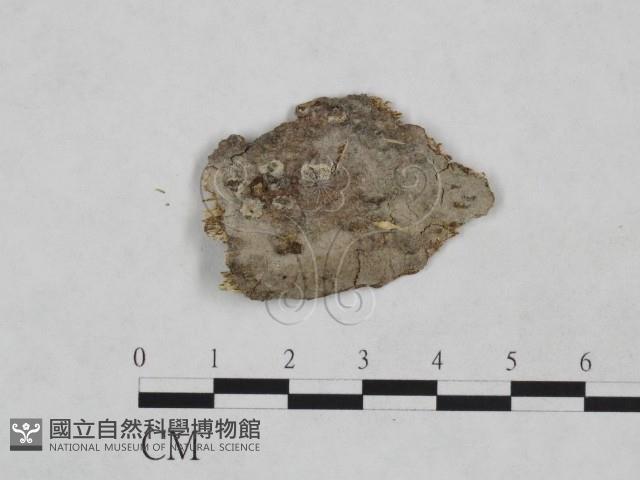 樹脂殼菌屬藏品圖，第1張