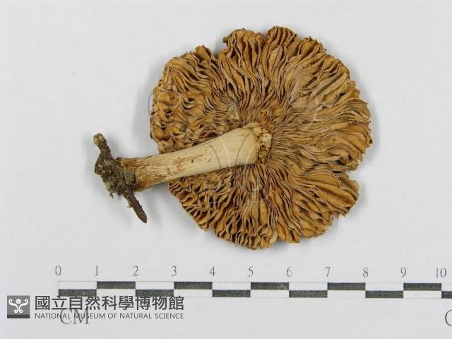 紅菇屬藏品圖，第1張