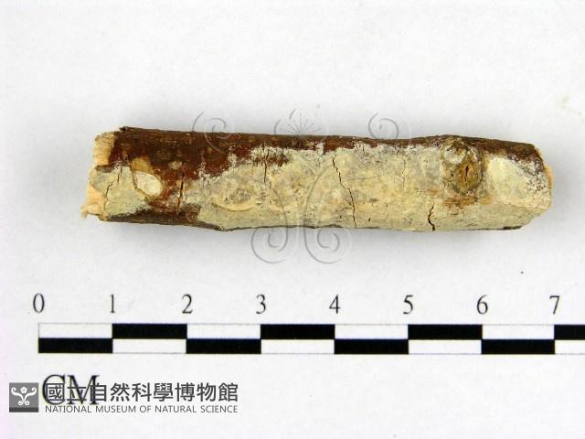 顯絲菌屬藏品圖，第1張