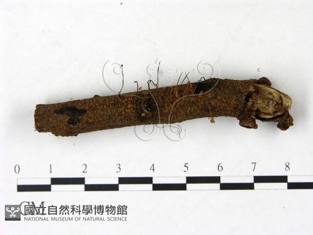登錄號:F0022912藏品圖，第1張