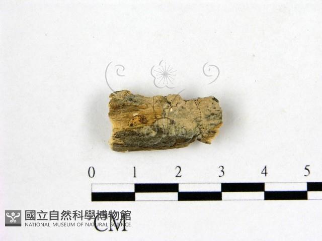 登錄號:F0002912藏品圖，第1張