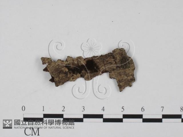 登錄號:F0012912藏品圖，第1張